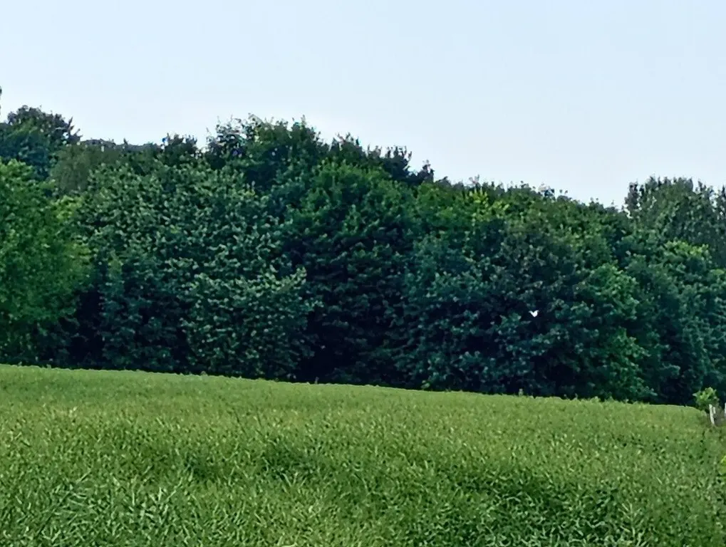 Wzgórze Gustawa — 11